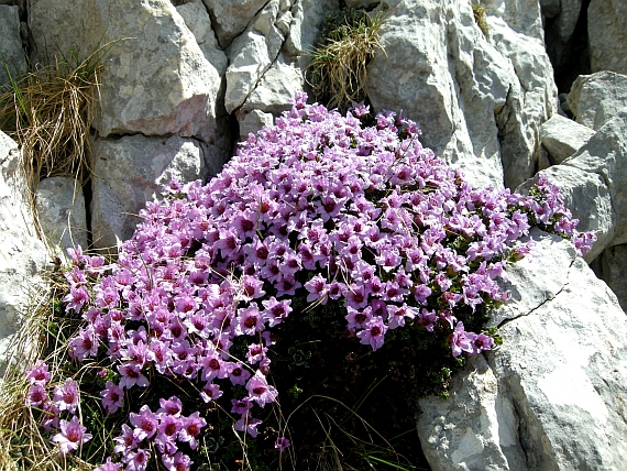 Saxifraga oppositifolia subsp. oppositifolia/ Sassifraga a foglie opposte